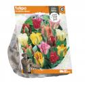 Baltus Tulipa Viridiflora Mixed tulpen bloembollen per 10 stuks